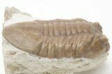 Prone Asaphus Plautini Trilobite Fossil - Russia #200403-2